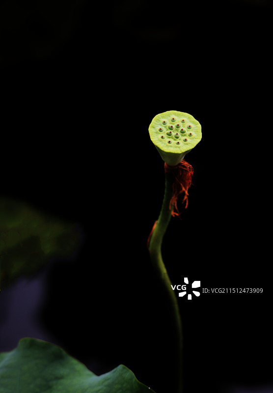 荷有禅心图片素材