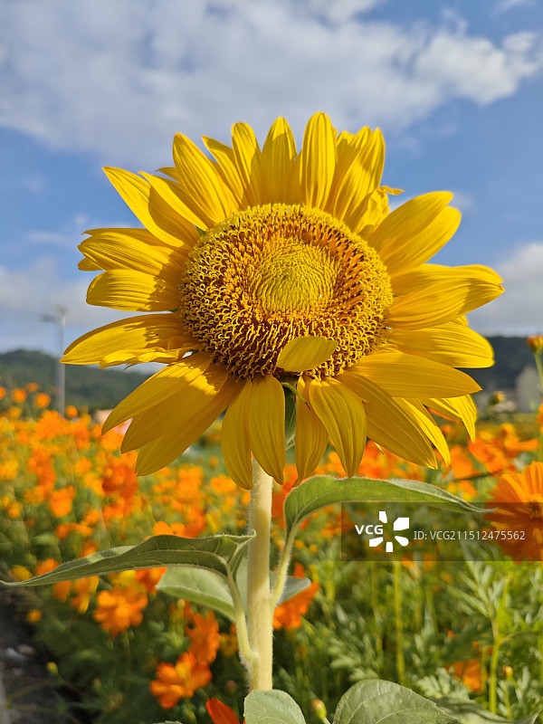 如此热烈的向日葵图片素材