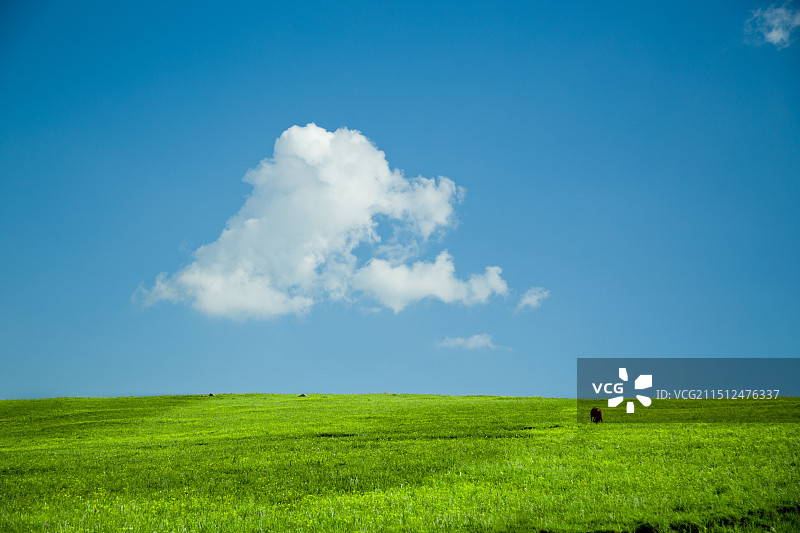 风吹草低见牛羊图片素材