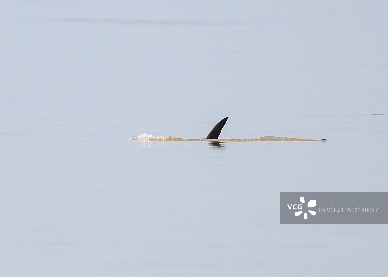 江豚图片素材
