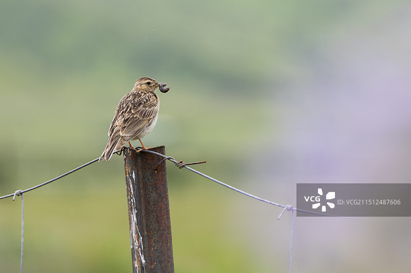 若尔盖草原一只嘴里叼着虫子的小云雀图片素材