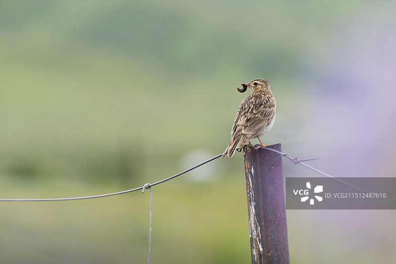 若尔盖草原一只嘴里叼着虫子的小云雀图片素材