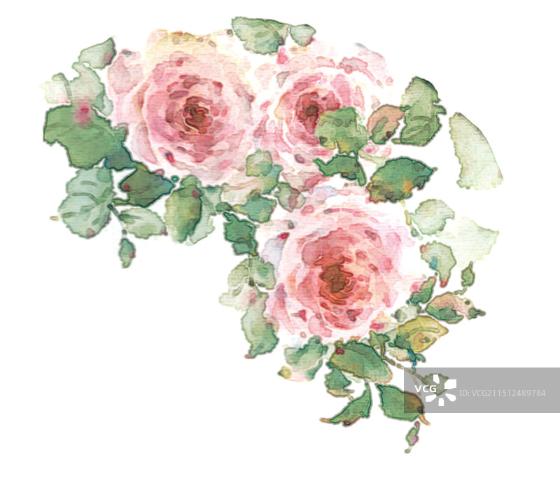 清新大自然花园里粉色的月季玫瑰欧月植物水彩手绘装饰插画图片素材