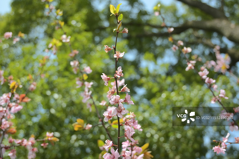 春日赏花图片素材