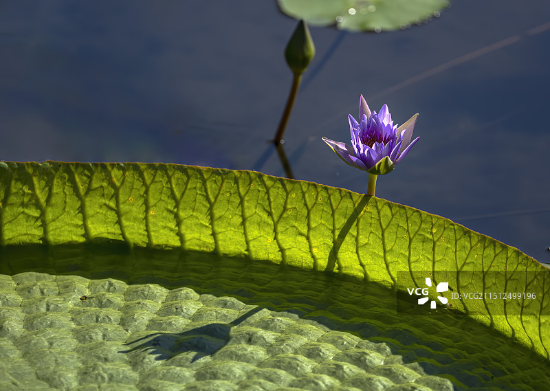 莲花与大王莲图片素材