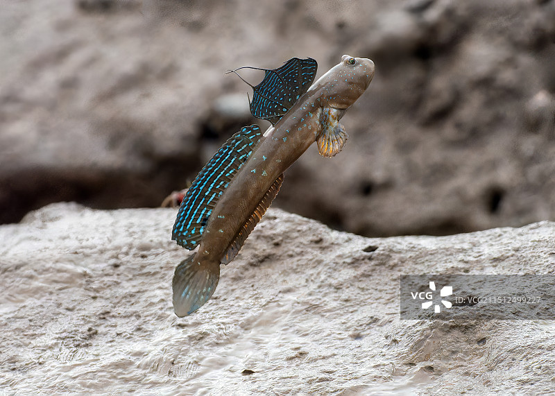 跳跃的弹涂鱼图片素材