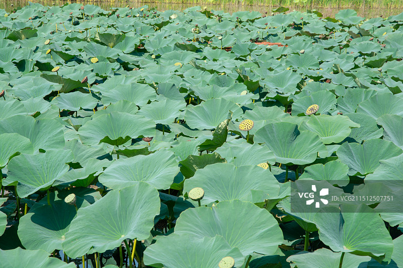 夏日荷叶图片素材