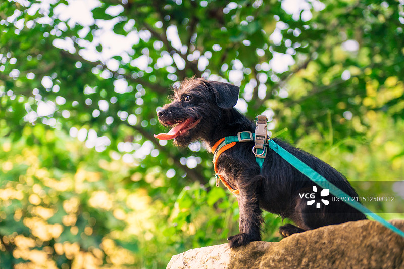 公园里的拉布拉多犬图片素材