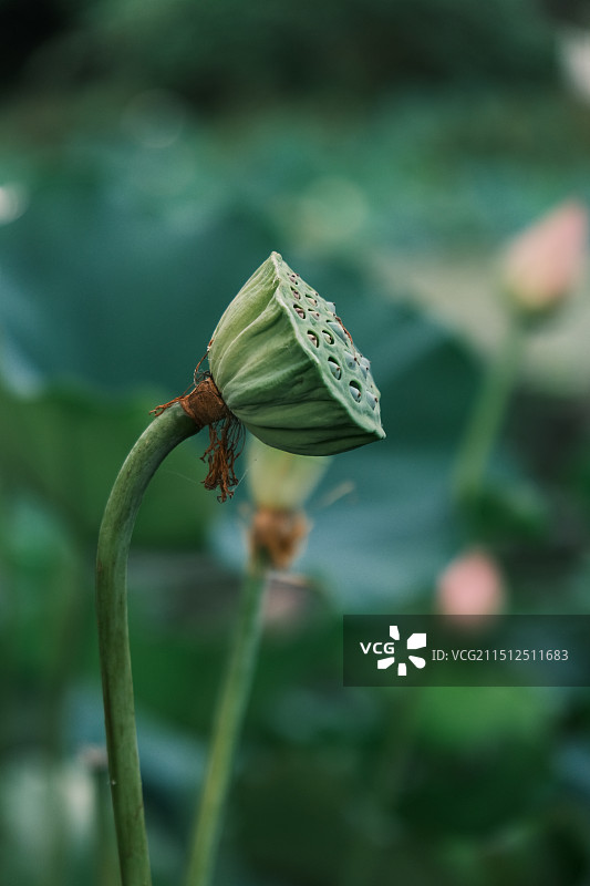 莲蓬头图片素材