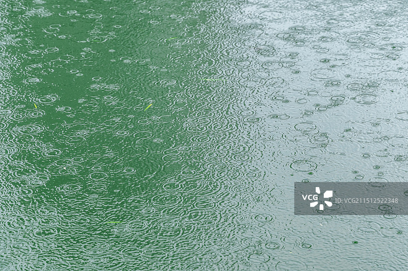 雨水打在绿色的水面泛起阵阵涟漪图片素材