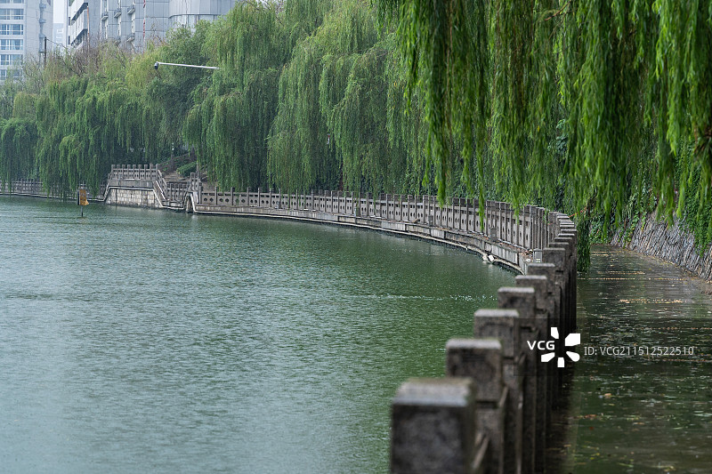 下雨天，江苏徐州城市河边人行步道和生长茂密的垂柳图片素材