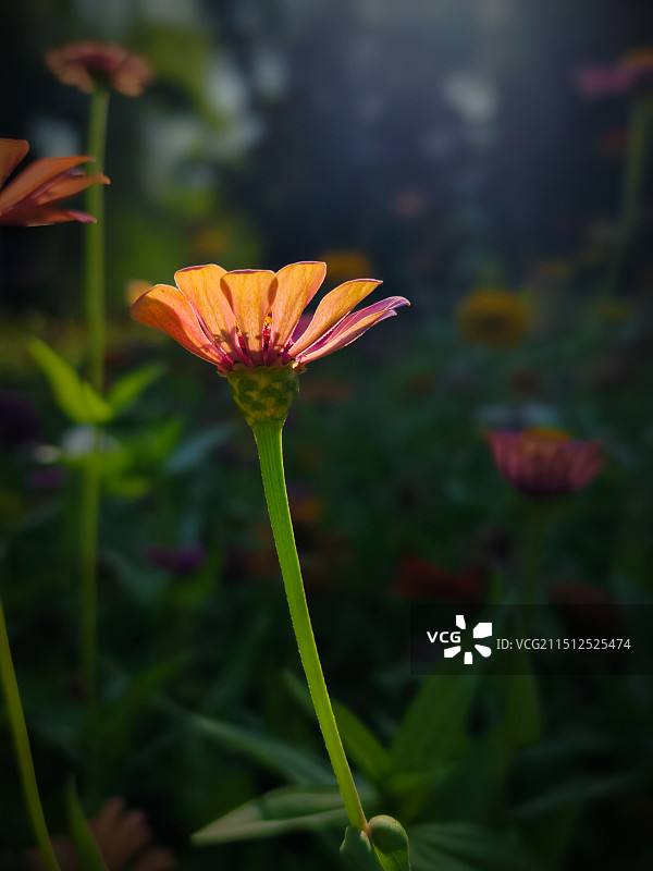 沐浴阳光下的百日菊图片素材