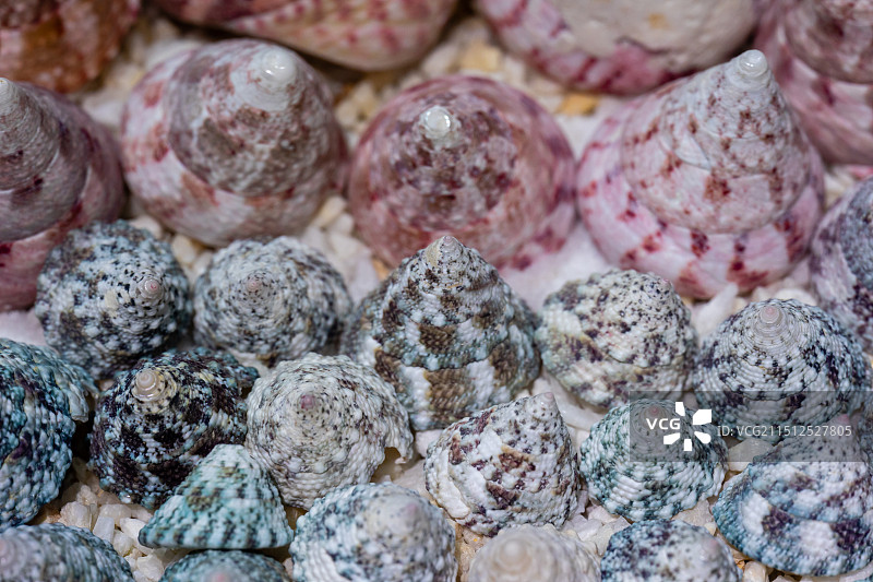 海洋科普馆中陈列的马蹄螺图片素材