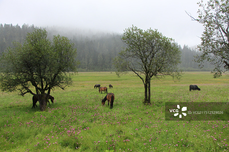 香格里拉普达措国家公园图片素材