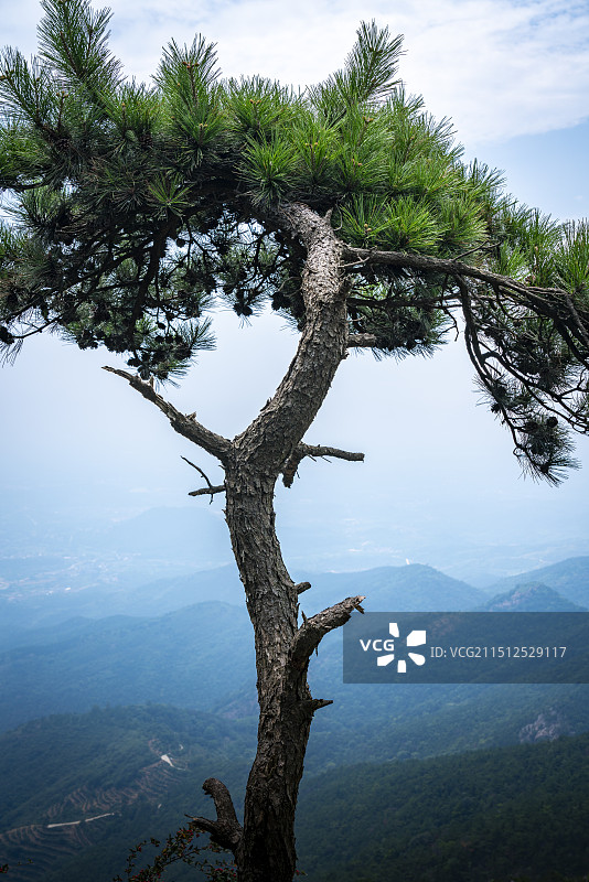 湖北孝感双峰山景区悬崖边的迎客松和大好河山水墨画图片素材