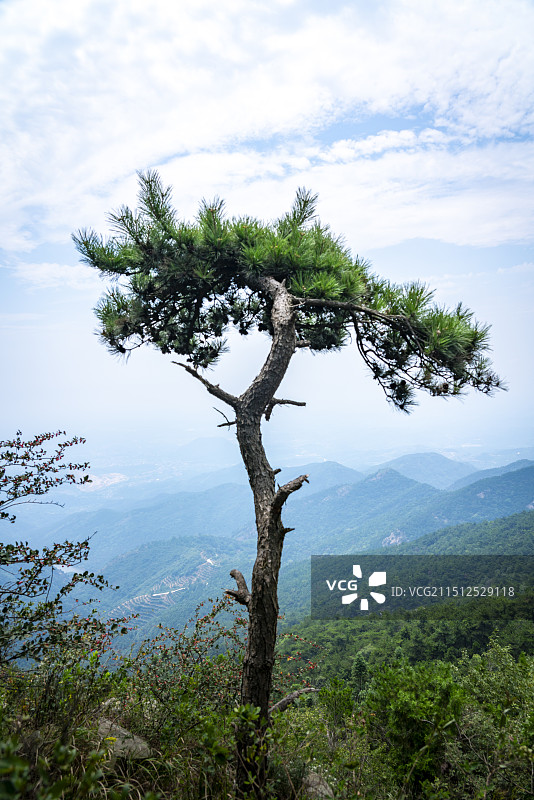 湖北孝感双峰山景区悬崖边的迎客松和大好河山水墨画图片素材