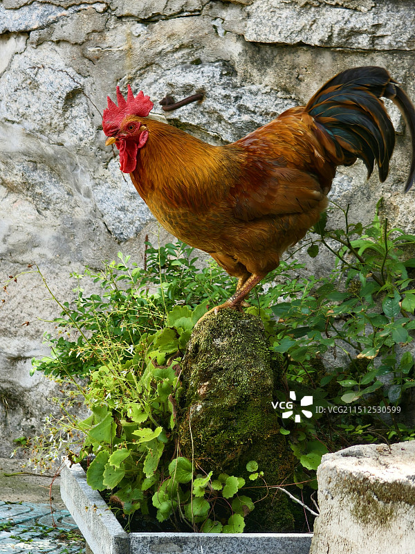 金鸡踏山石图片素材