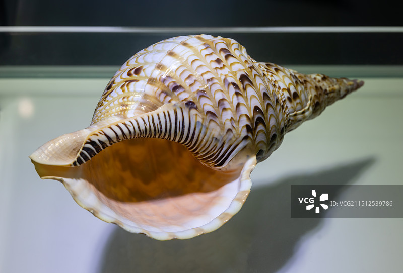 海洋馆中的美丽海螺壳展器凤尾螺（法螺）图片素材