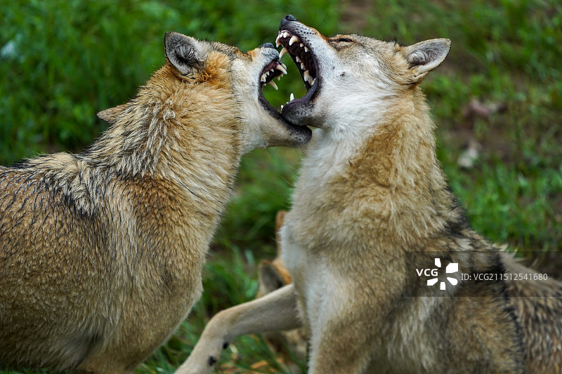 乌拉盖野狼谷图片素材