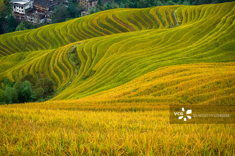 家乡的稻子熟了图片素材