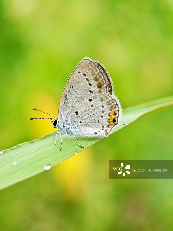 小灰蝶图片素材
