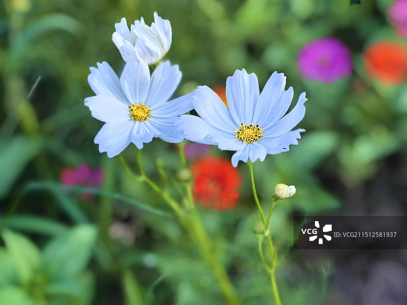 白色开花植物特写图片素材