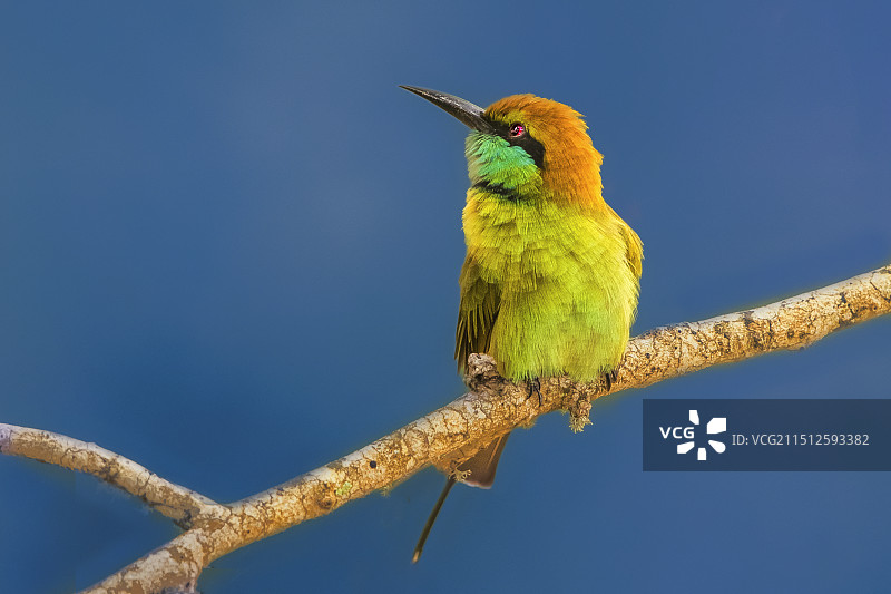绿喉蜂虎----专注图片素材