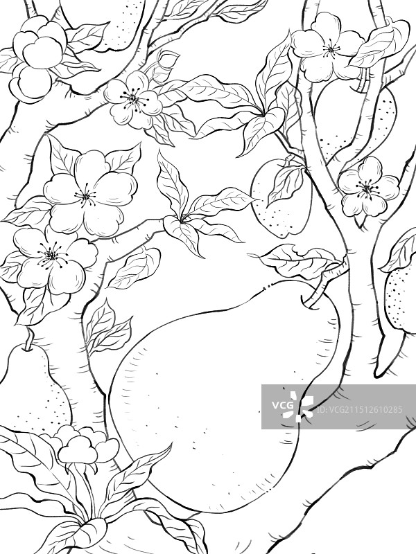 梨线稿手绘插画图片素材