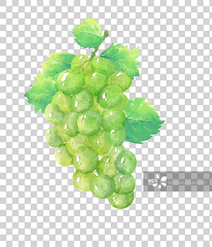 手绘插画古风水彩水果青提葡萄阳光玫瑰素材图片素材