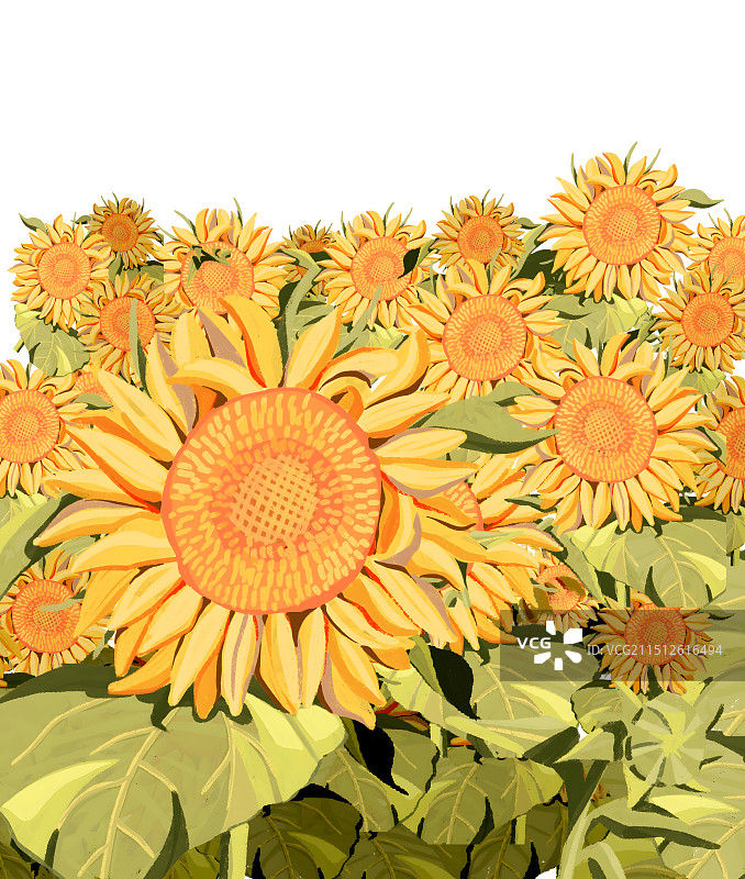 向日葵花林图片素材