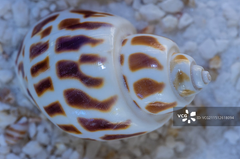 海螺壳方斑东风螺（花螺）图片素材