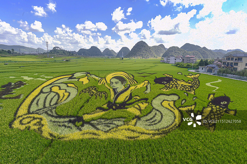 贵州人种粮，将创意绘制在田间，大地当纸禾苗当墨巨幅图画栩栩如生图片素材