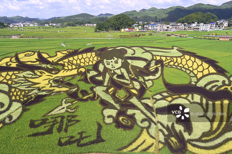 贵州人种粮，将创意绘制在田间，大地当纸禾苗当墨巨幅图画栩栩如生图片素材