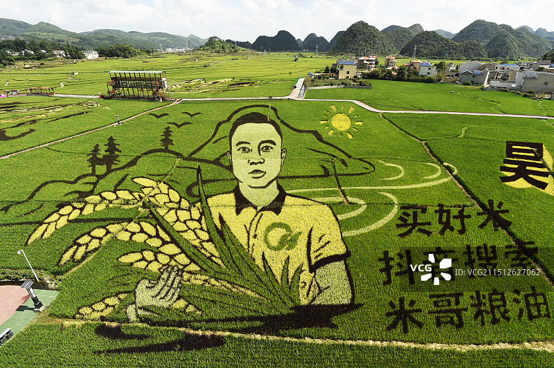 贵州人种粮，将创意绘制在田间，大地当纸禾苗当墨巨幅图画栩栩如生图片素材