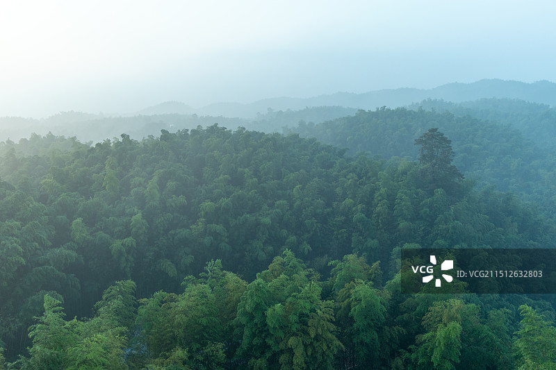 中国四川宜宾长宁县蜀南竹海观海楼，清晨山谷间竹林森林风景图片素材