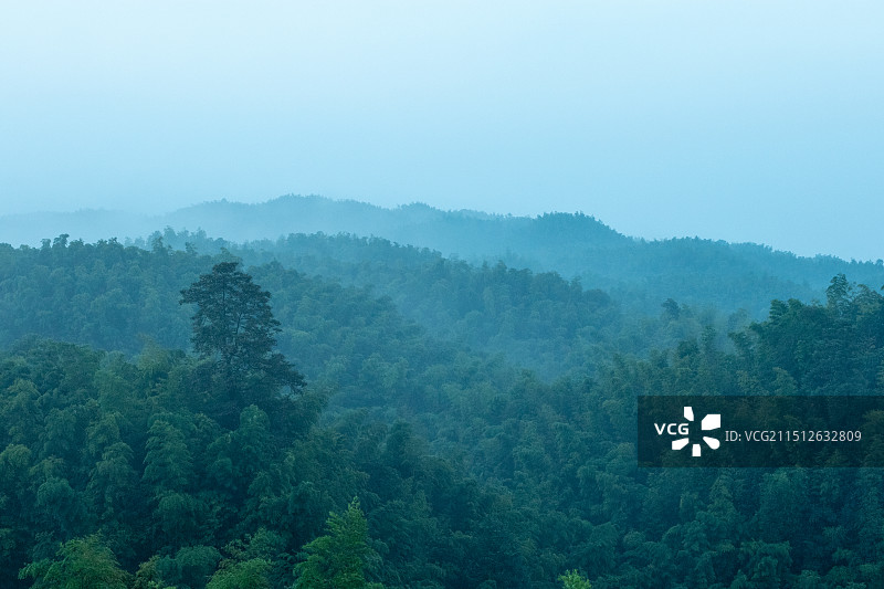 中国四川宜宾长宁县蜀南竹海观海楼，清晨山谷间竹林森林风景图片素材