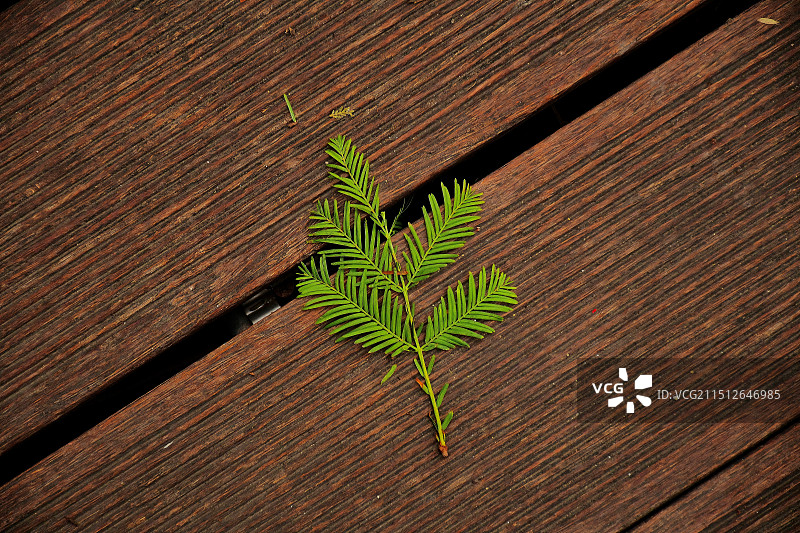 来自夏天的落叶绿枝图片素材