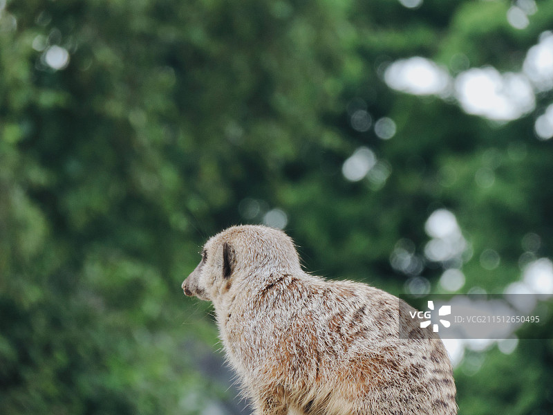 英国野生动物园里的猫鼬图片素材