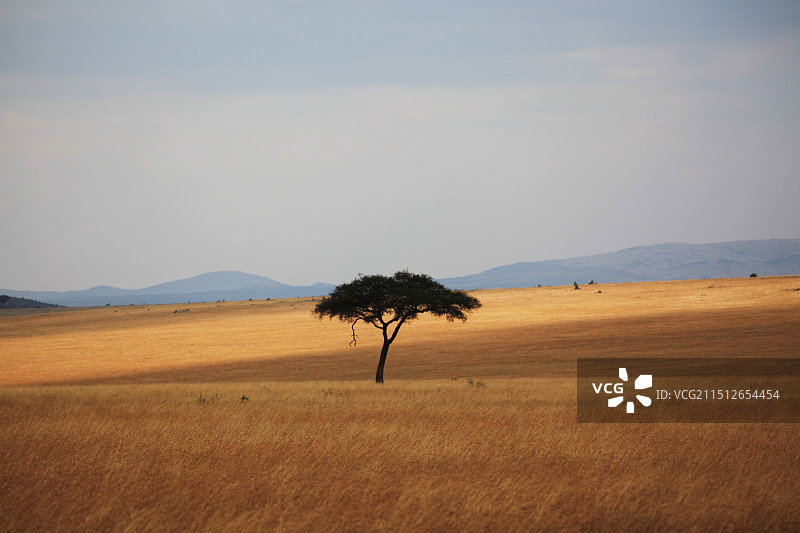 辽阔的非洲马赛马拉大草原图片素材