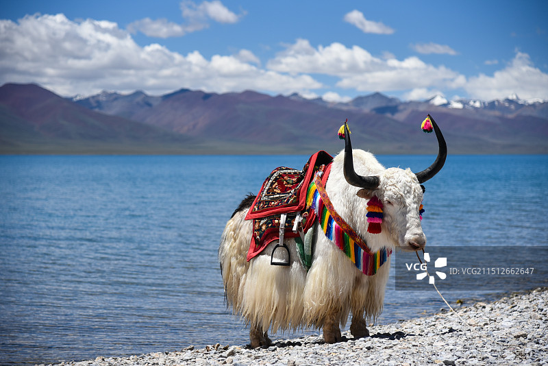 西藏牦牛图片素材