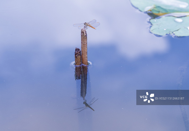 小荷才露尖尖角图片素材