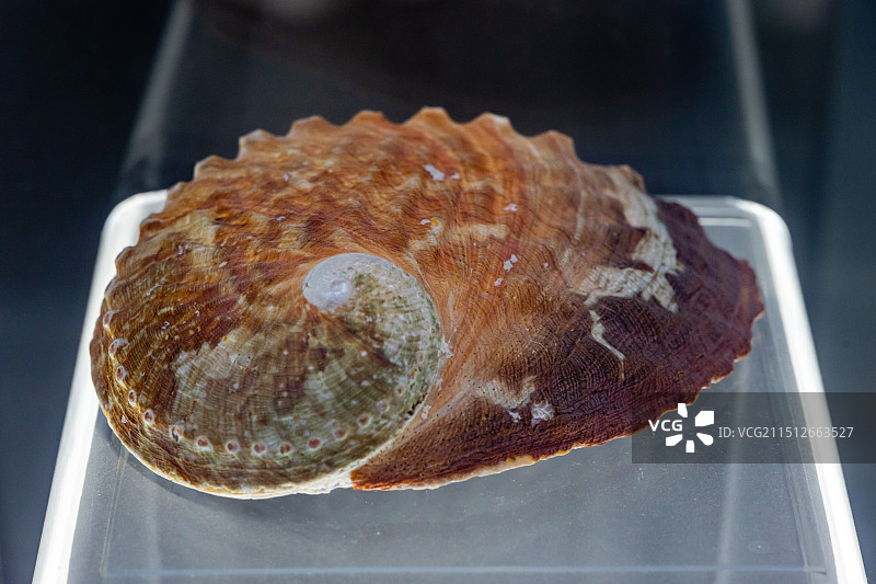 砖红色的红鲍螺壳图片素材