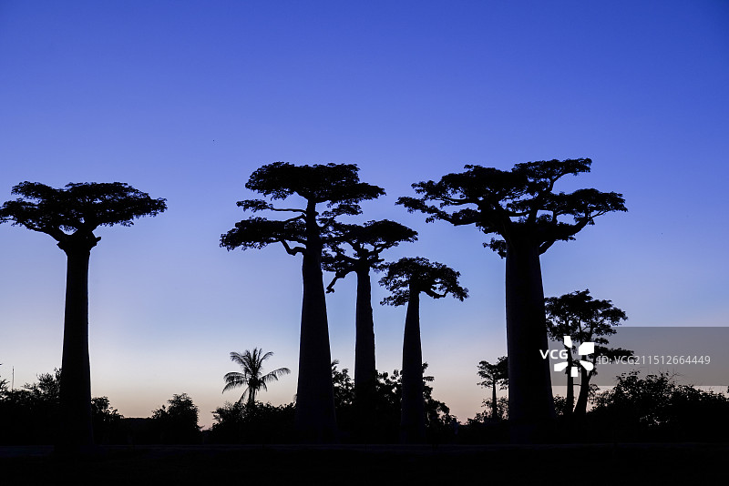 马达加斯加的猴面包树-拍摄于马达加斯加图片素材