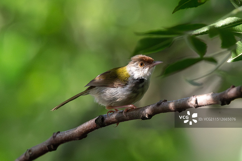 长尾缝叶莺图片素材