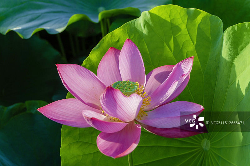 《荷花》图片素材