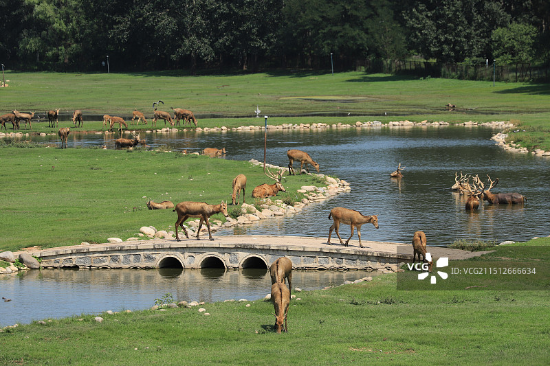 两只麋鹿过拱桥图片素材