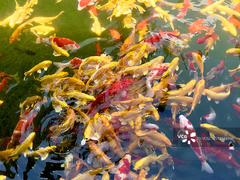 北京龙庆峡山中锦鲤图片素材