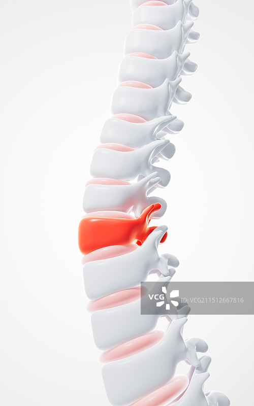 人类脊椎脊柱模型3D渲染图片素材
