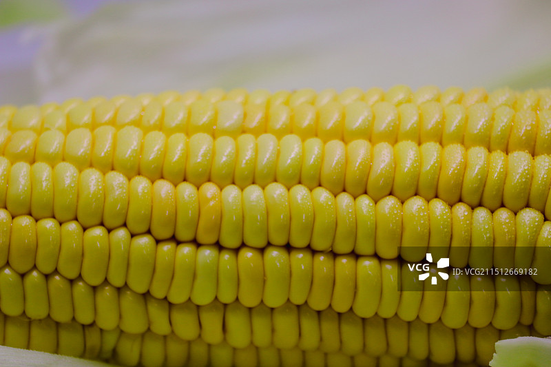 玉米图片素材