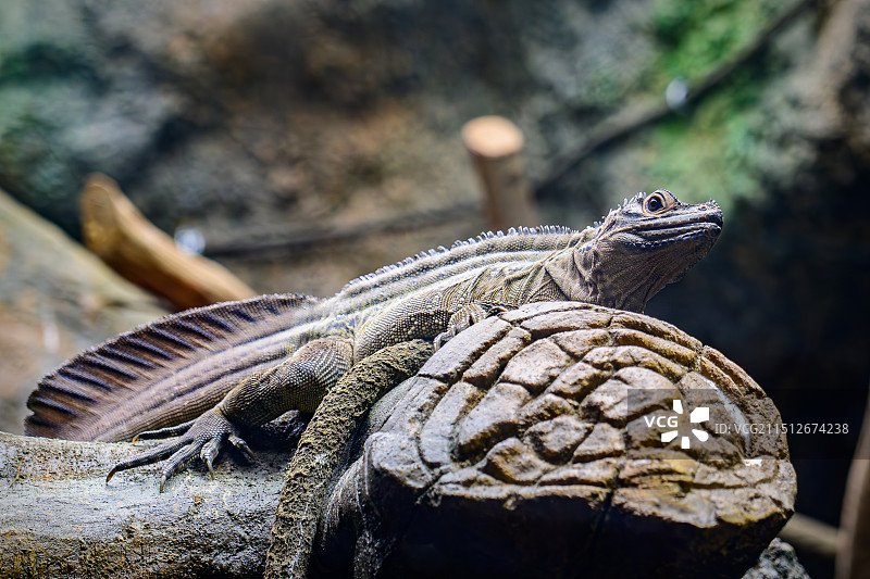 鬣蜥图片素材